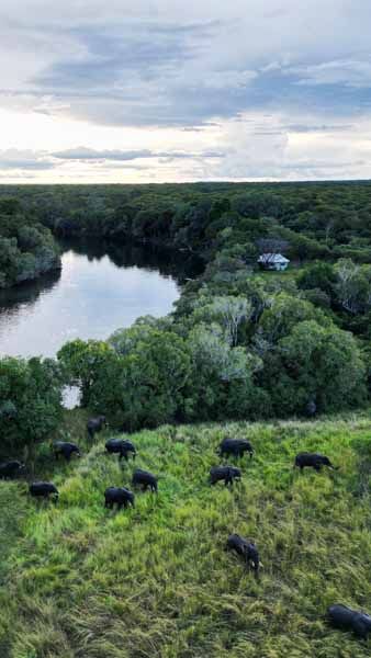 Aerial view of forest and river in wild Zambia