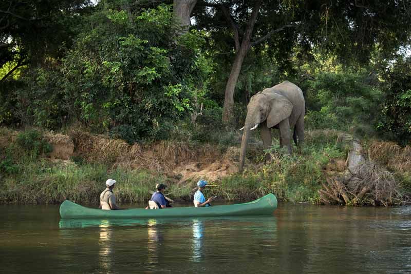 Canoeing past an elephant on the Zambezi at Lolebezi