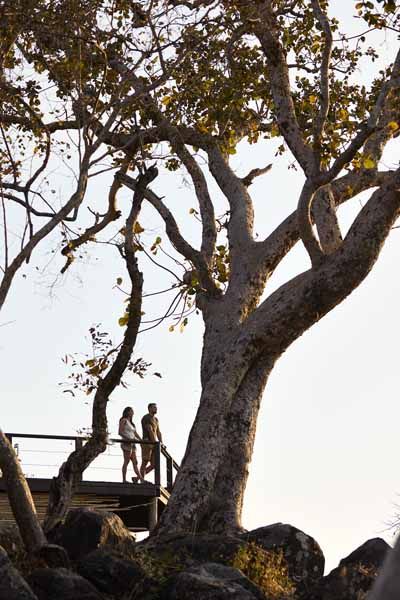 Guests beneath the ebony trees at Lolelunga