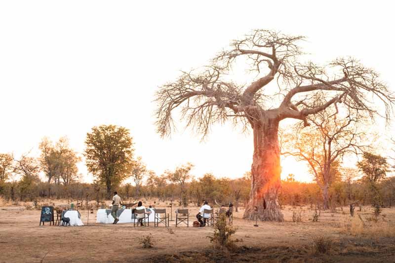 Sundowners beneath a baobab in the South Luangwa