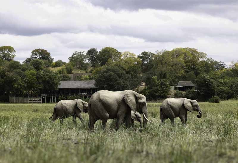 Elephants grazing in front of the tented suites at Puku Ridge