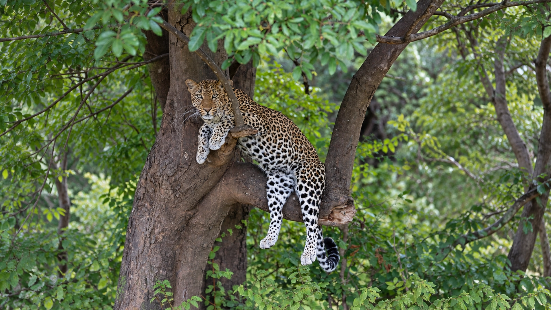 Zllc chichele presidential leopard tree