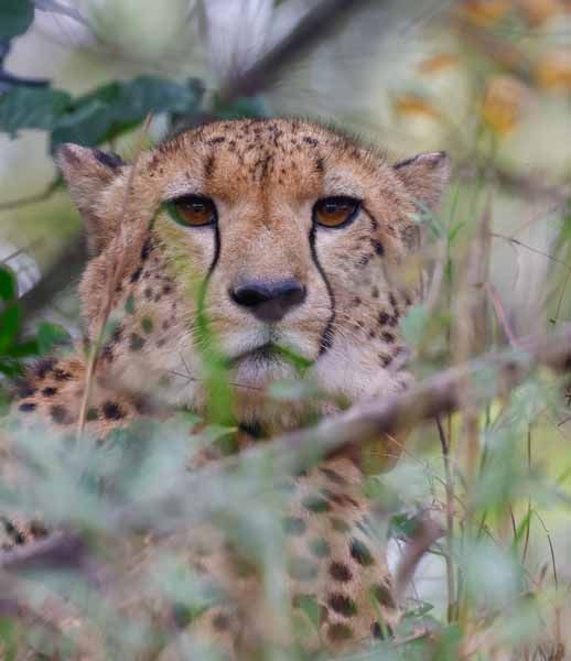A cheetah watching from the long grass