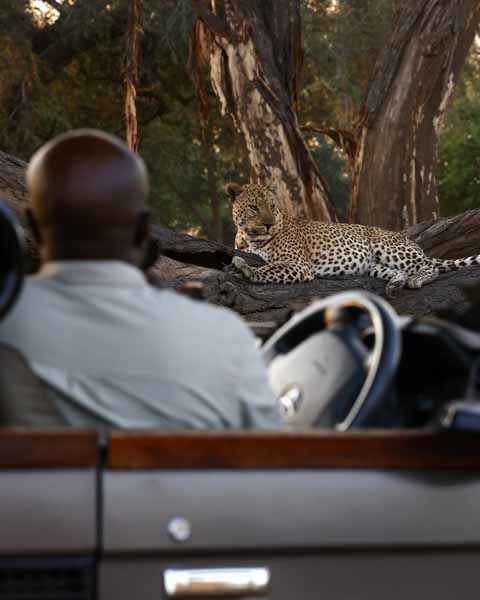 A leopard resting above a game-drive vehicle in South Luangwa