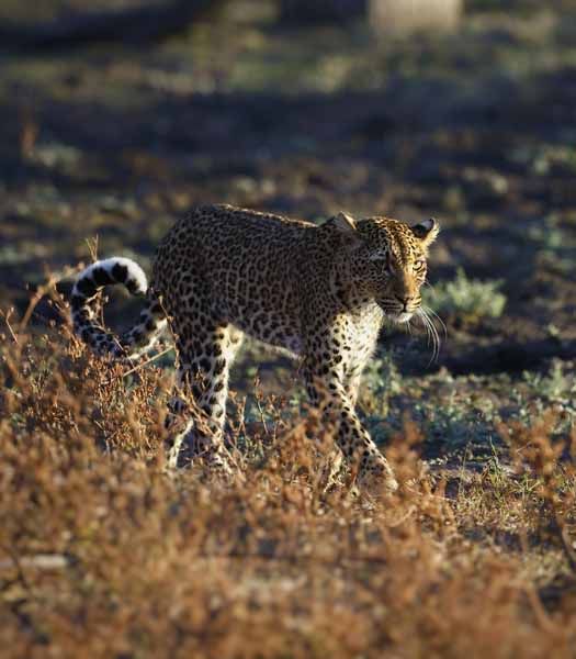 A leopard on the move in the Valley of the Leopard