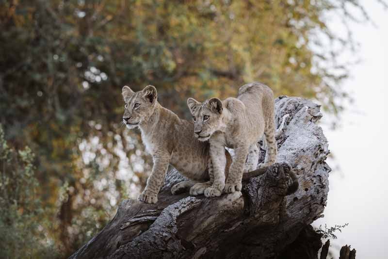 Lion cubs on a fallen tree in the Zambian bush
