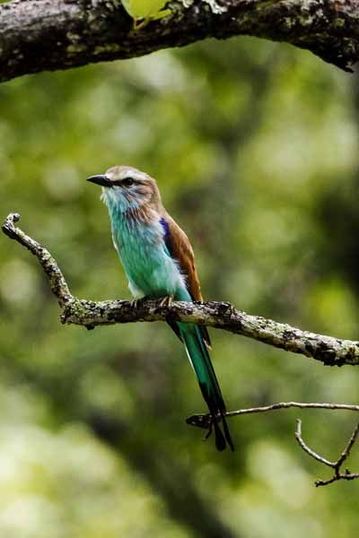 A lilac-breasted roller in the Zambian bush